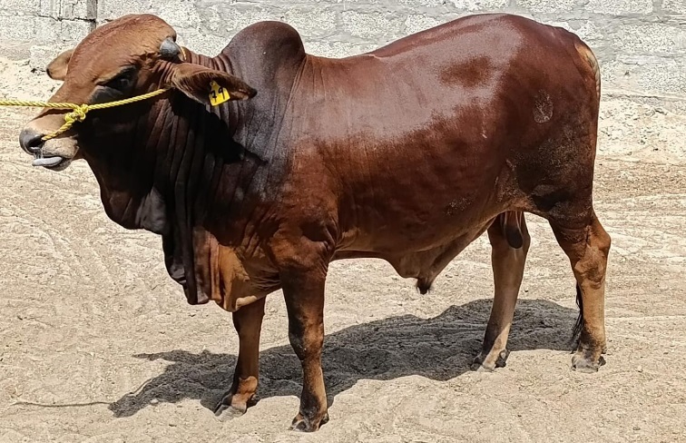 Bull