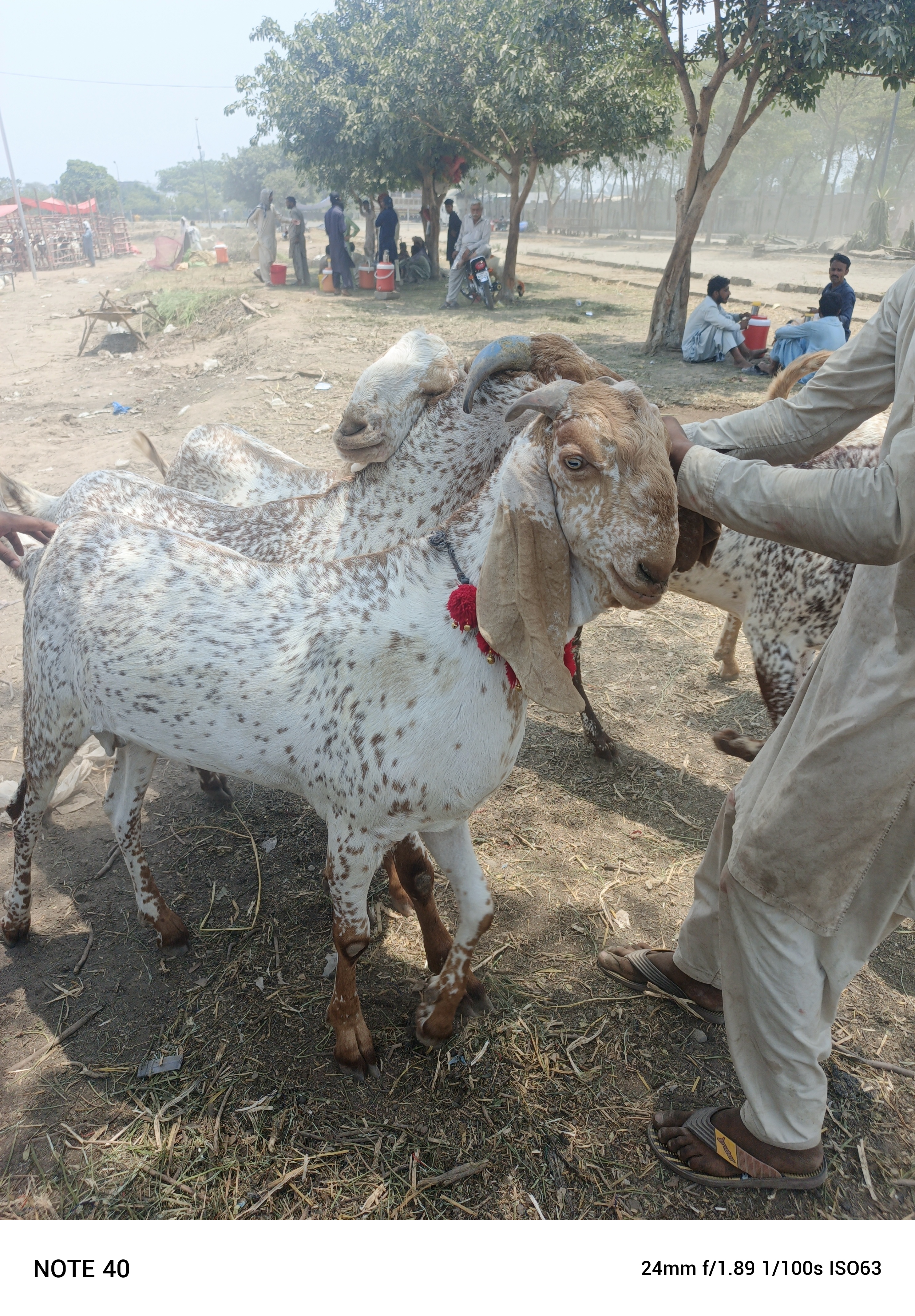 Awais Cattle Farm