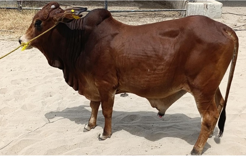 Bull