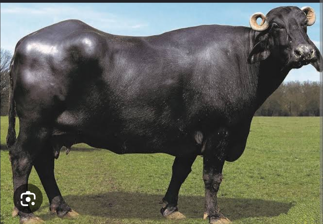 Buffalo
