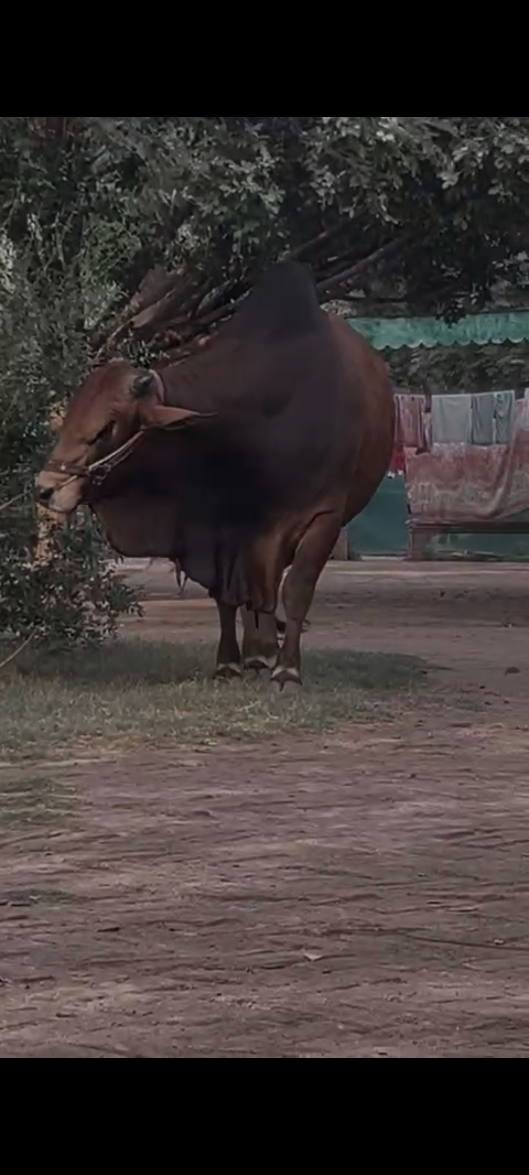 sahiwali Wachra