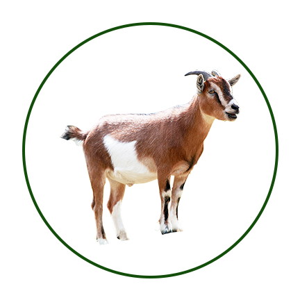 Goat