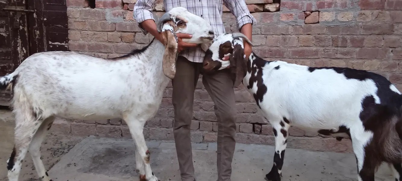 Beetal Goats For Qurbani Lahore 2026Makhi Cheena Goats Price Pakistan