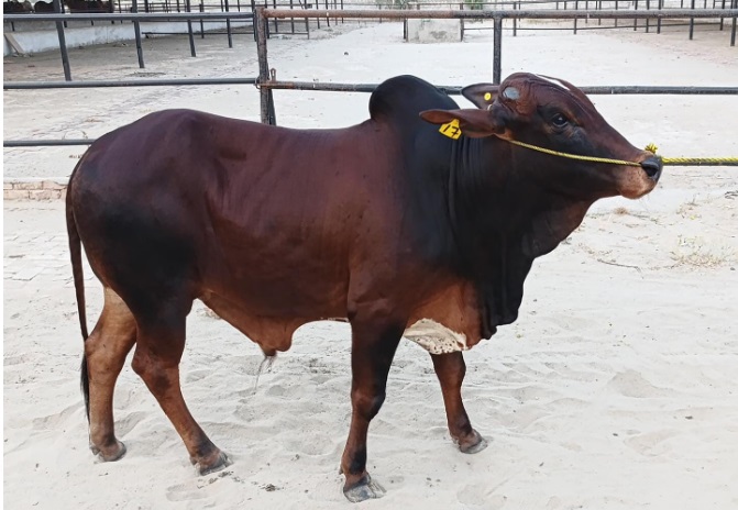 Bull