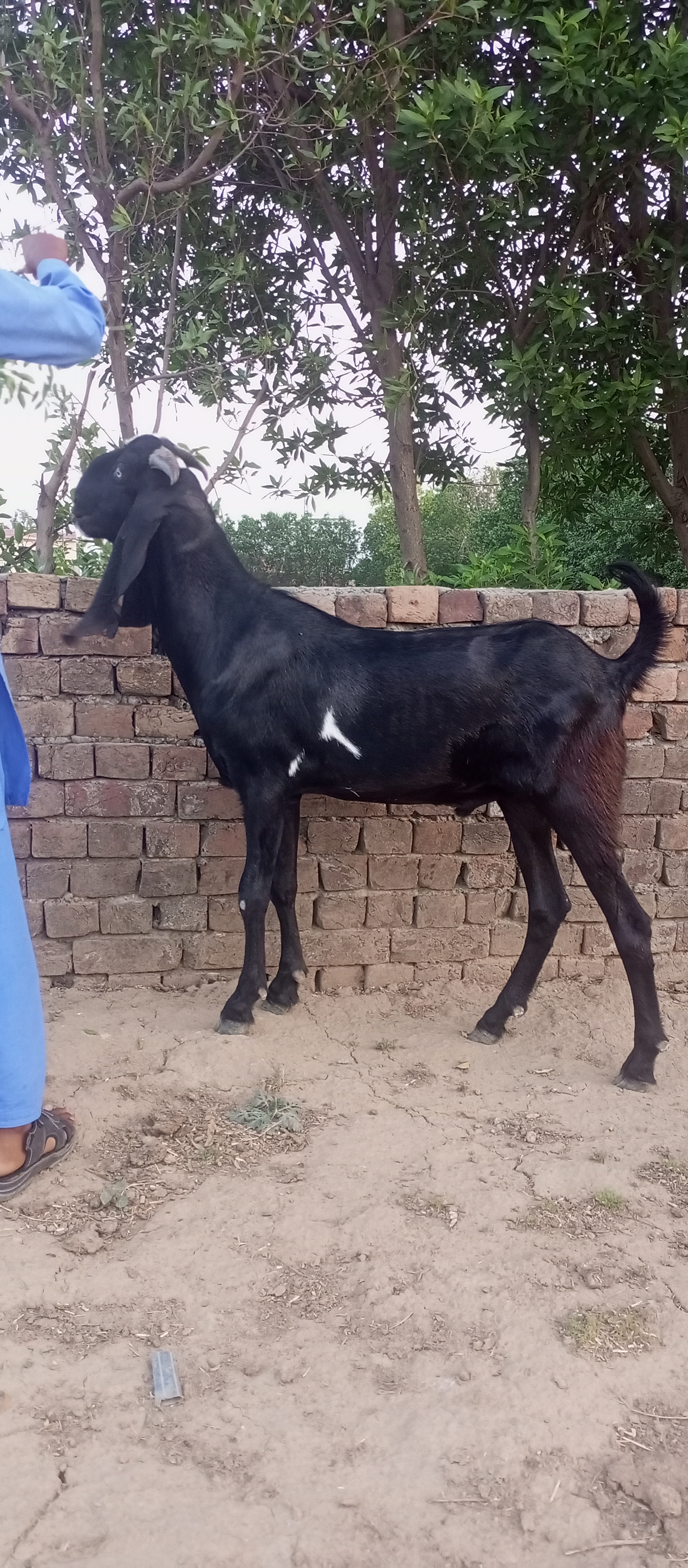 Desi Bakra for Qurbani in Lahore