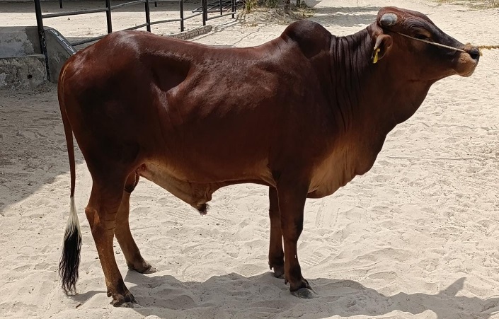 Bull