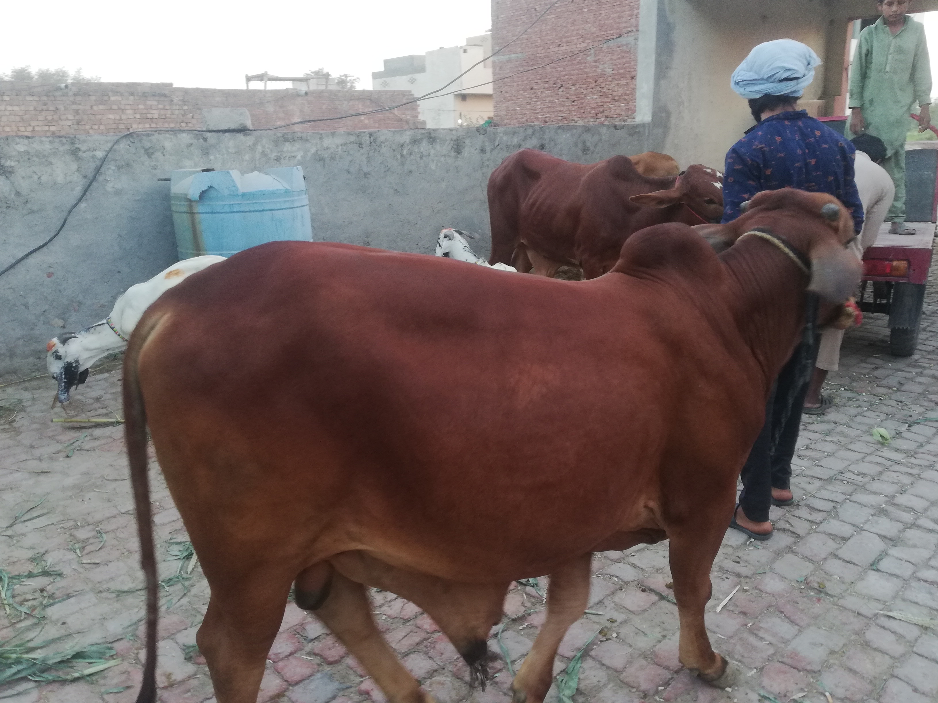 Desi sahiwal vehra light Red