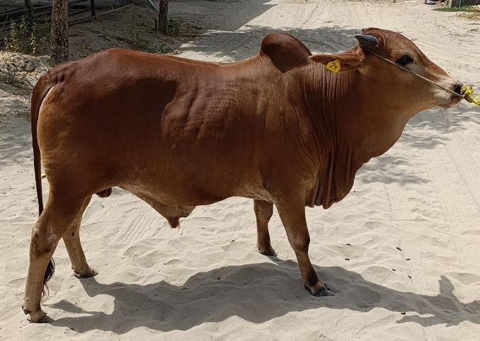 Bull