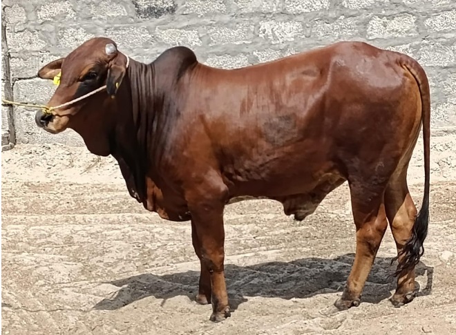Bull