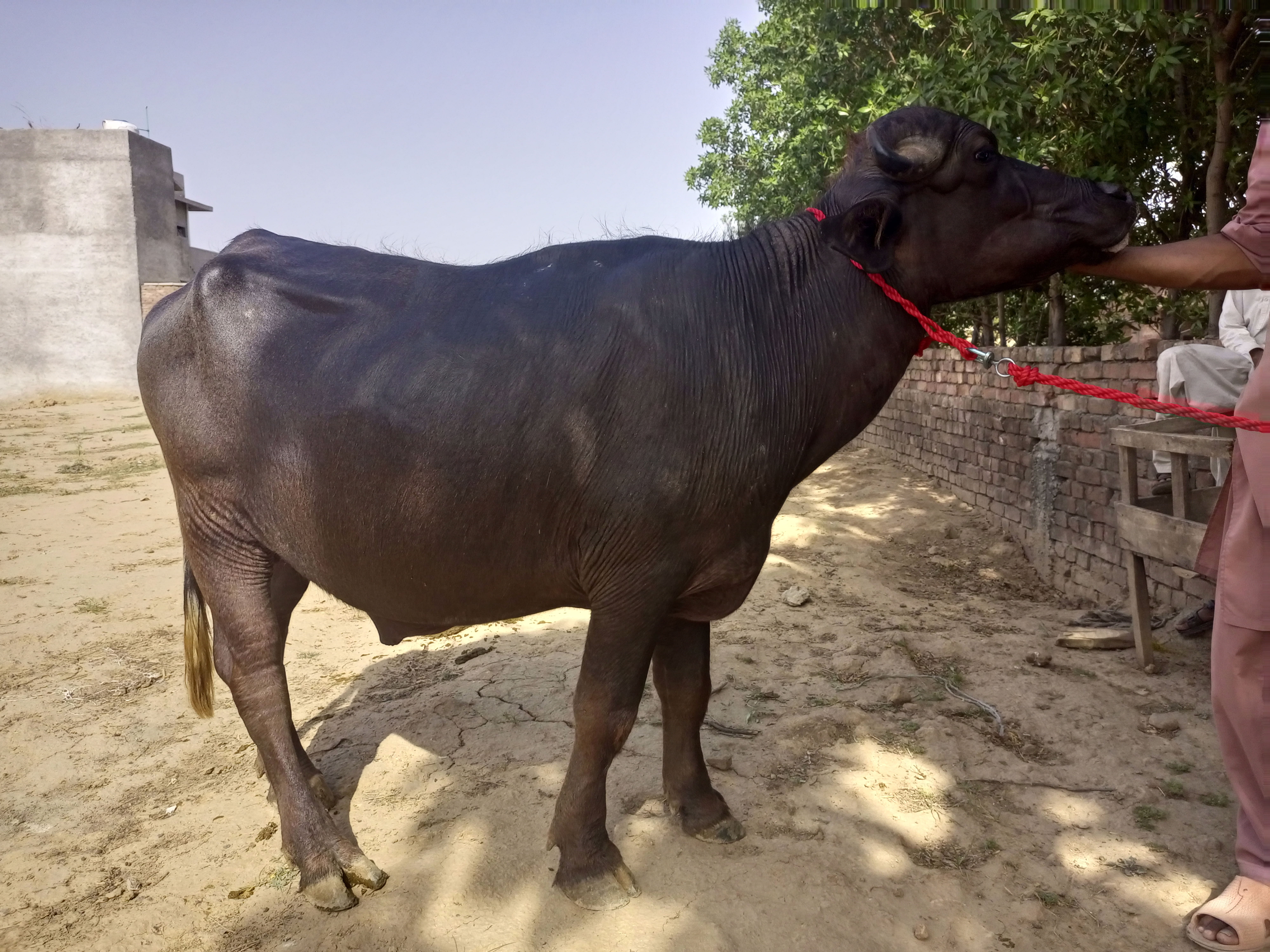 Desi Katta for Qurbani