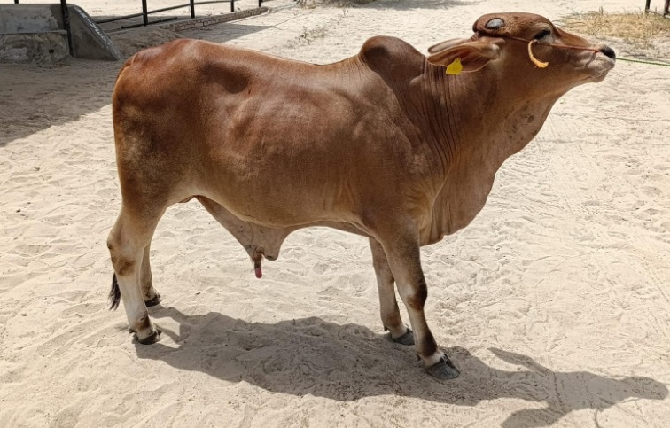 Bull