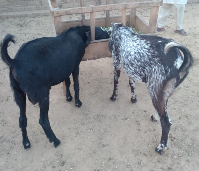 Bakra for sale