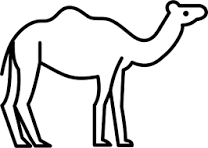 Camel